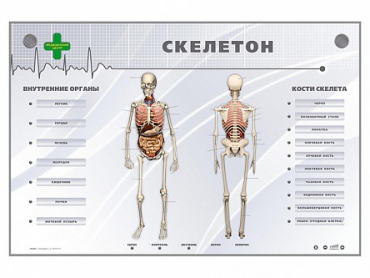 Электрифицированный стенд-тренажер "Скелетон" - «globural.ru» - Алапаевск
