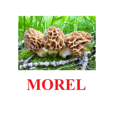 "Mushrooms" ("Грибы") английские карточки Домана - «globural.ru» - Алапаевск