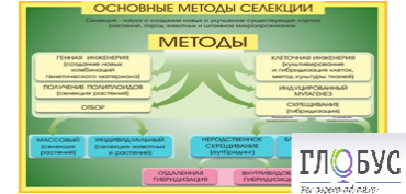 Стенд "Методы селекции и биотехнологии" - «globural.ru» - Алапаевск