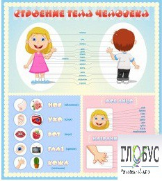 Стенд "Строение человека" для детей - «globural.ru» - Алапаевск