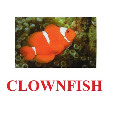 "Fish" ("Рыбы") английские карточки Домана - «globural.ru» - Алапаевск