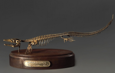 Модель скелета мозазавра Mosasaurus - «globural.ru» - Алапаевск