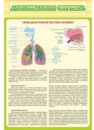 Стенд "Дыхательная система" - «globural.ru» - Алапаевск